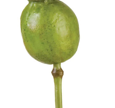 AmBest Large Poppy Pod Green 19.5" - Uncategorized Silk
