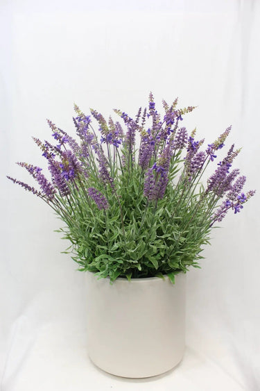Supreme Lavender with White Pot 30" - Artificial Non-Flowering Plants Silk
