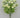 Mini Ranunculus Bush Cream 16" - Evergreen Home and Floral