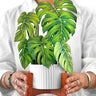 FreshCut Paper LLC Monstera Pop-Up Greeting Card - Greeting Cards Merchandise