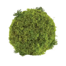 Select Moss Ball 5"D - Uncategorized Silk