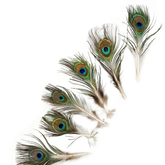 Natural Peacock Feathers with Complete Eyes 2-4" (Pack of 25)