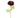 Winward Ranunculas Stem Burgundy 22'' - Uncategorized Silk
