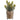 Allstate Real Touch Sedum in Glass Vase 8" - Artificial Non-Flowering Plants Silk
