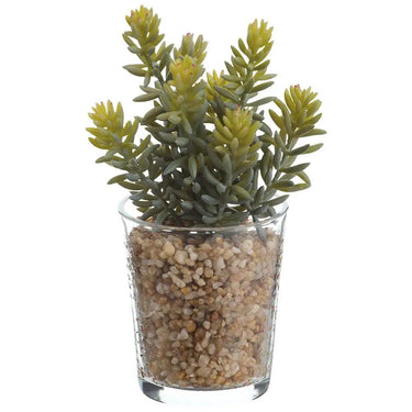 Allstate Real Touch Sedum in Glass Vase 8" - Artificial Non-Flowering Plants Silk