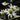 Allstate Rudbeckia Spray White 20.5" - Artificial Flowering Plants Silk