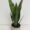 Supreme Snake Plant with Pot 17.75" - Artificial Non-Flowering Plants Silk