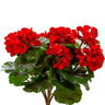 AmBest UV Geranium Bush Red 17" - Artificial Flowering Plants Silk