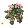 Regency UV Geranium Hanging Bush Peach 27" - Silk