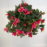 Evergreen Home and Floral UV Hibiscus Hot Pink Hanging Basket - Uncategorized