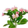 AmBest UV Impatiens Bush Pink 10" - Uncategorized Silk