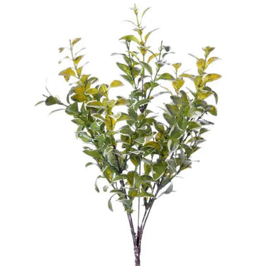 Varigated Boxwood Bush 13" - Evergreen Home and Floral