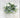 Supreme White Mini Ranunculus with Pitcher 9" - Artificial Flowering Plants Silk