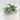 Supreme White Mini Ranunculus with Pitcher 9" - Artificial Flowering Plants Silk