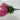 GSC Wisteria Hanging Bush Light Pink (Orchid) - Artificial Flowering Plants Silk