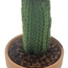 Melrose Wool Cactus in Clay Pot (2 Asst) - Artificial Non-Flowering Plants Merchandise