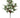 Blue Point Juniper Pick 24''