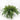 Evergreen Home & Floral Planter Pots collection for seasonal home dÃ©cor and styling
