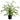 Evergreen Home & Floral UV Silks collection for seasonal home dÃ©cor and styling