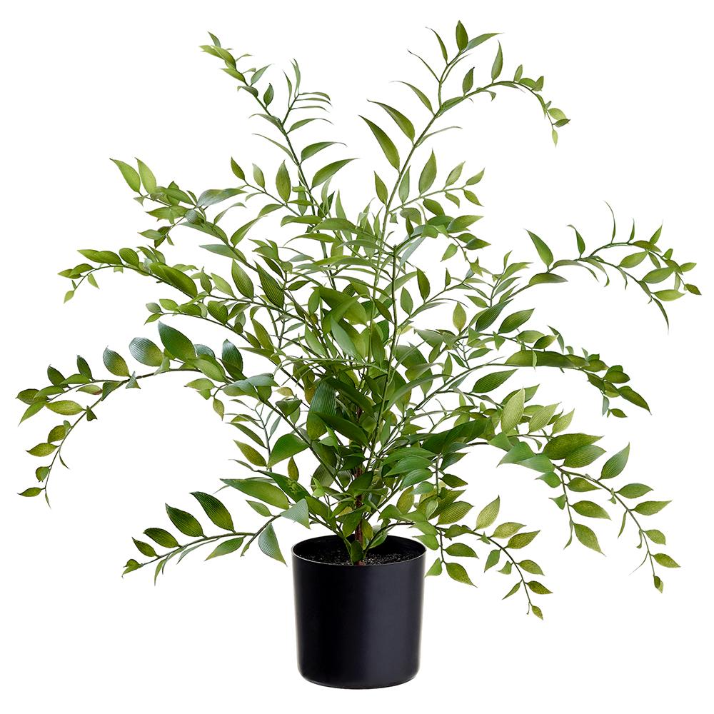 Potted Plants and Trees