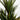 Evergreen Home & Floral Spring Plants collection for seasonal home dÃ©cor and styling