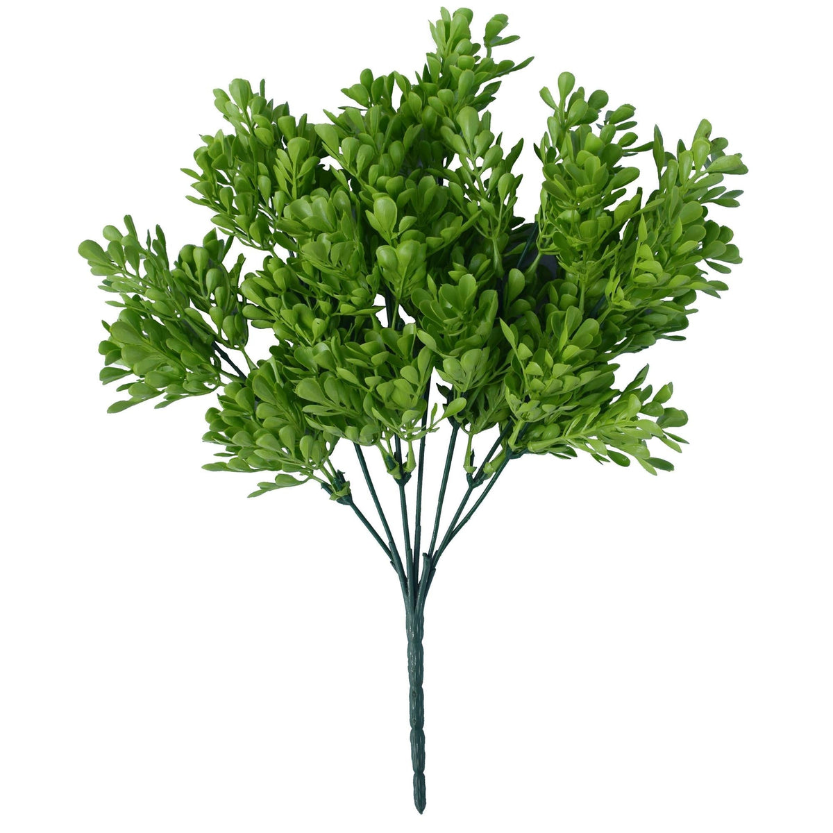 Boxwood