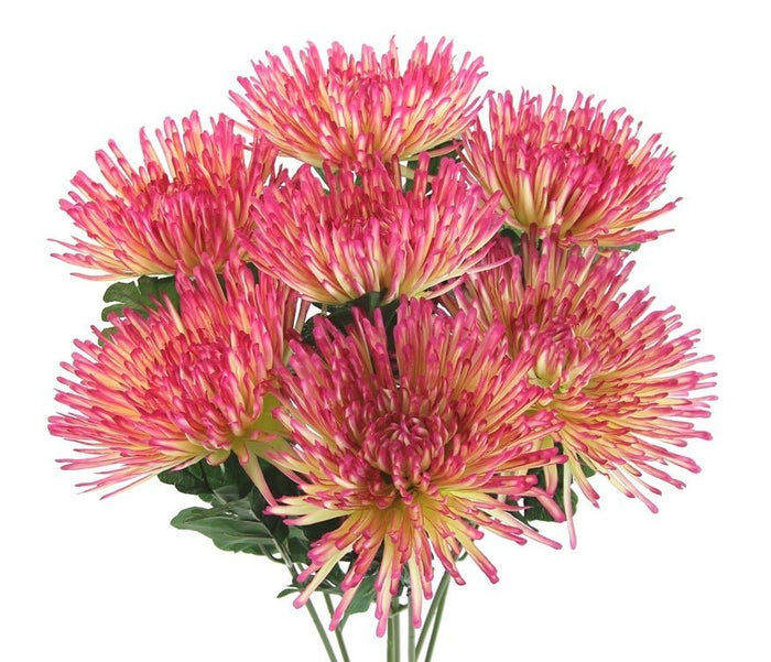 Chrysanthemum