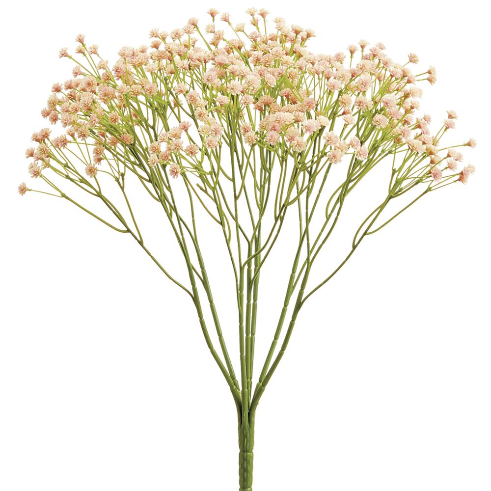 Gypsophila