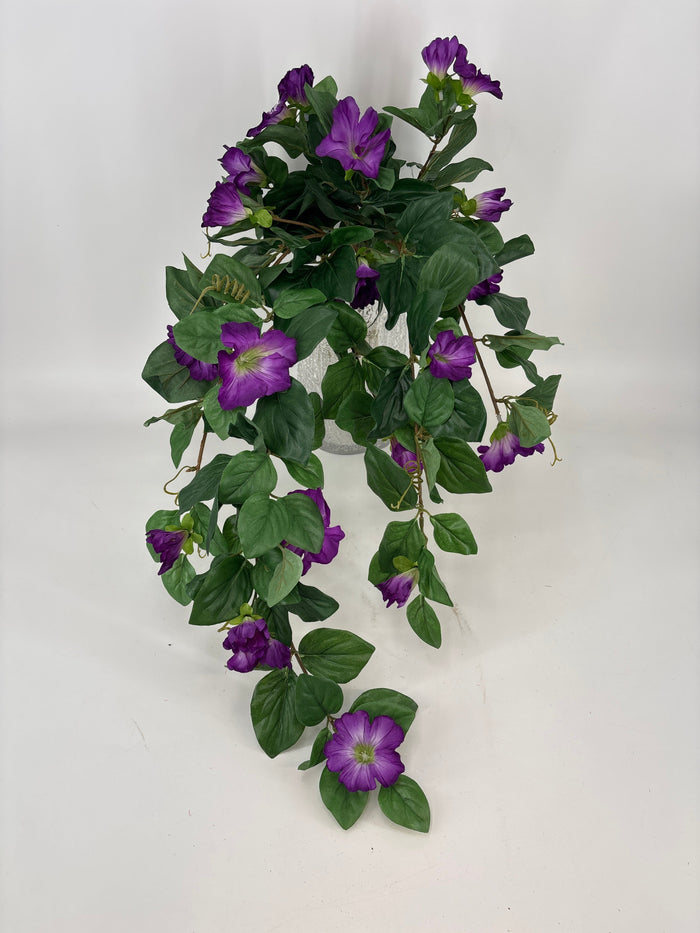 Petunia