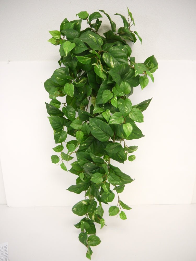 Pothos