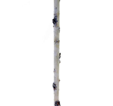 AmBest Birch Stick White 22.5" - Uncategorized Silk