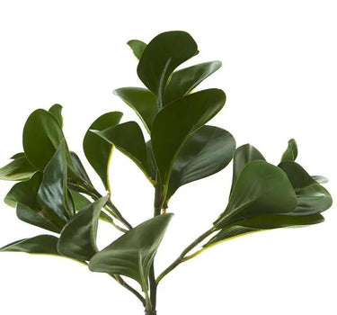 AmBest Peperomia Bush Dark Green 12" - Artificial Non-Flowering Plants Silk
