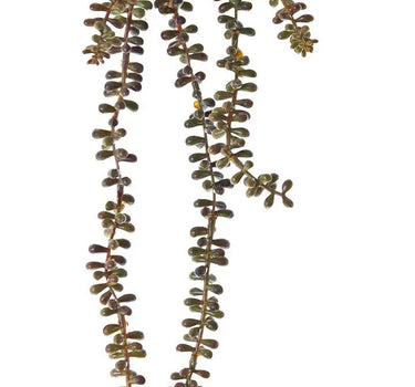 AmBest Sedum Hanging Stem Yellow-Brown 23" - Uncategorized Silk
