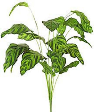 Peacock Plant 30"