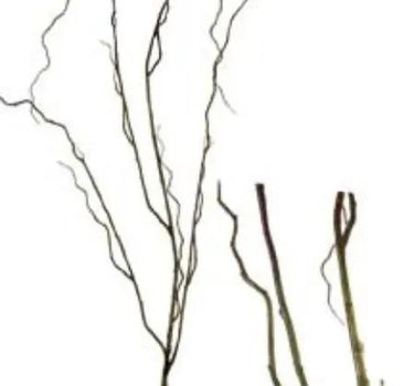 AmBest Curly Willow Branch Brown-Green 48" - Uncategorized Silk