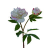 AmBest Fresh Touch Ruffled Peony Spray White Lavender 26" - Artificial Flowering Plants Silk