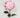 Dahlia Stem White/Beauty 27"