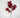Berry Pick Red 12"