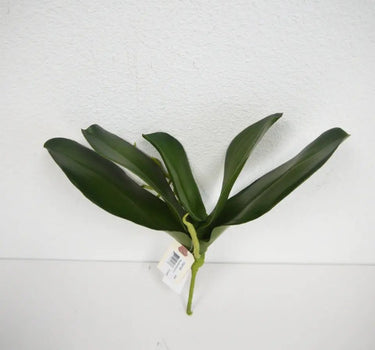 Phalaenopsis Leaves Green 12"