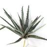 Supreme Succulent Pick 10" - Uncategorized Silk