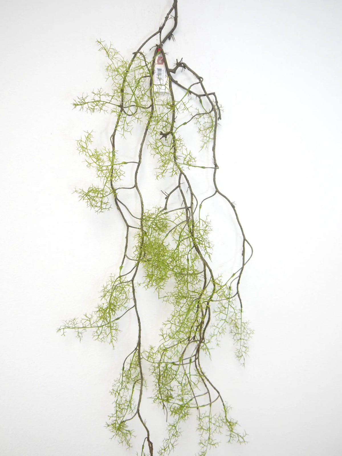 Branches and Vines