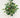 Holly Bush 15''