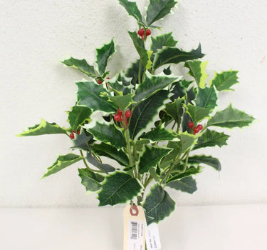 Holly Bush 15''