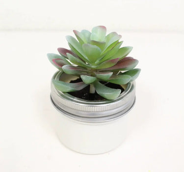 Succulent in Pot 3.5" x 4"