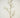 Twig Branch Beige