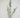 Snow Boxwood Spray 37" WH-GN