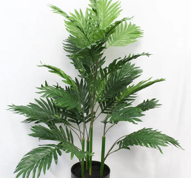 Areca Palm 3'