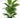 Areca Palm in Black Pot 3'