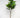 Fiddle Leaf Topiary in Pot 4.5'
