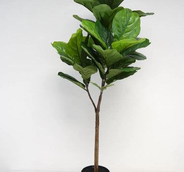 Fiddle Leaf Topiary in Pot 4.5'